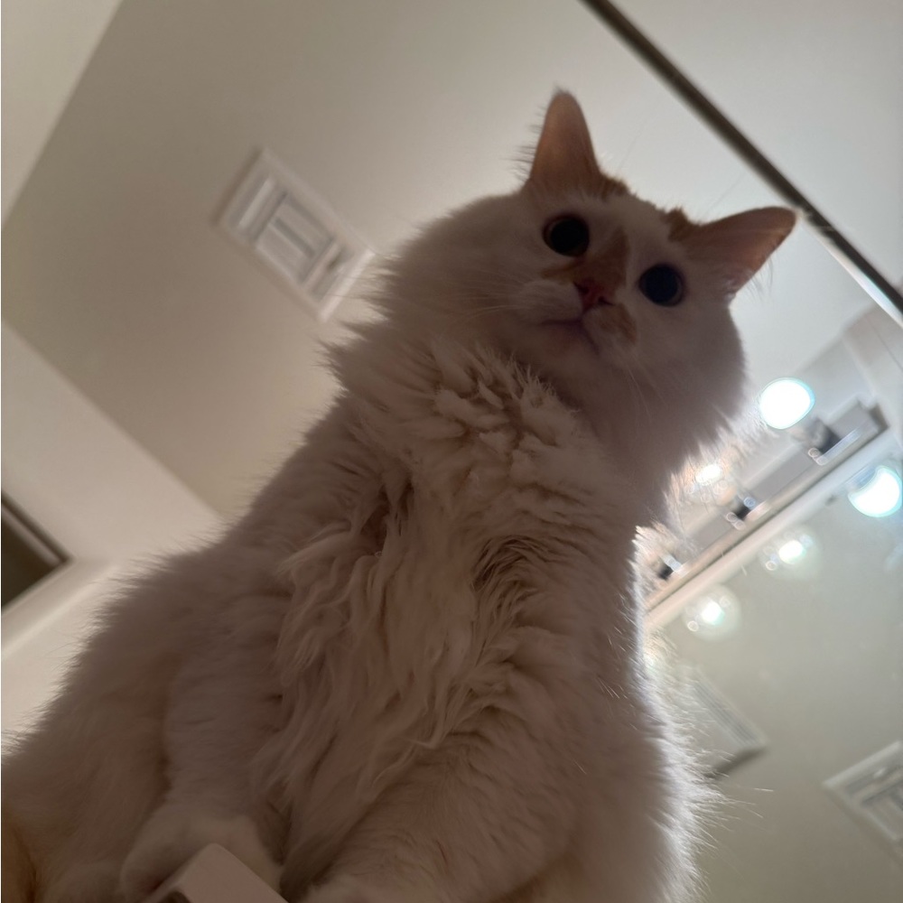 Meet your Posher, Noe